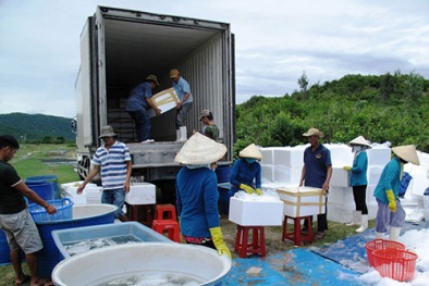 Lại lo thương lái Trung Quốc tận thu tôm nguyên liệu